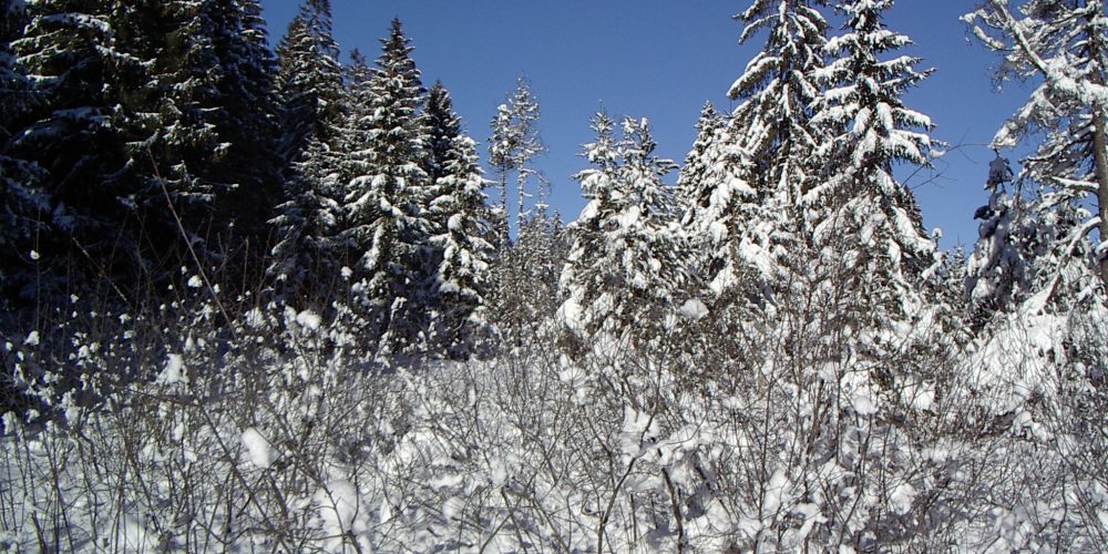Buchenberg im Winterkleid