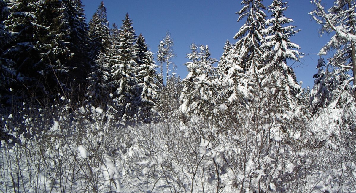 Buchenberg im Winterkleid