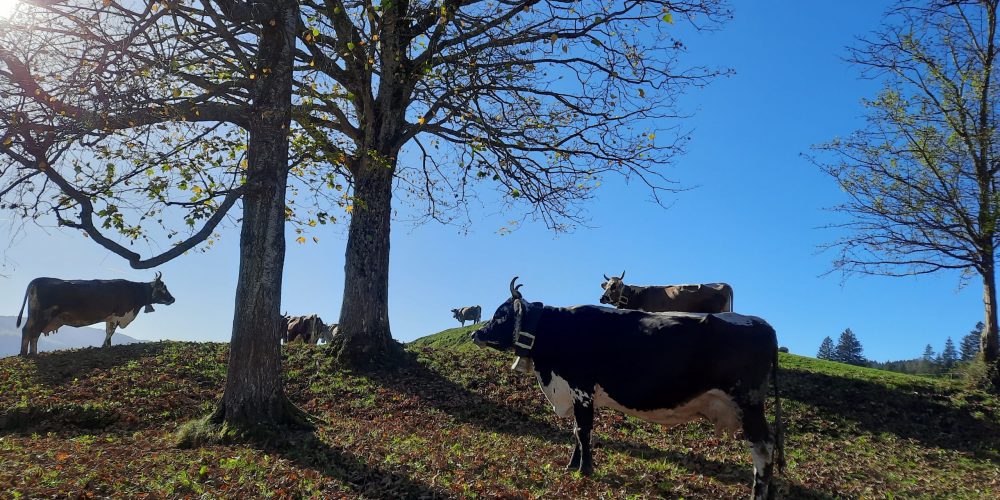 Allgäuer Schmuckstücke auf der Bergweide