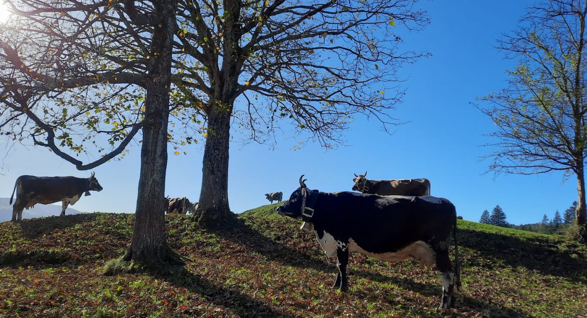 Allgäuer Schmuckstücke auf der Bergweide